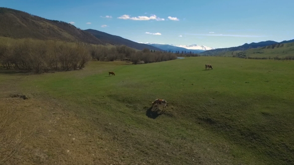 Flying Over Green Field With Grazing Cows alt
