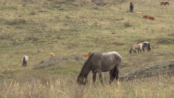 Horses Grazing in the Mountains in Early Spring alt
