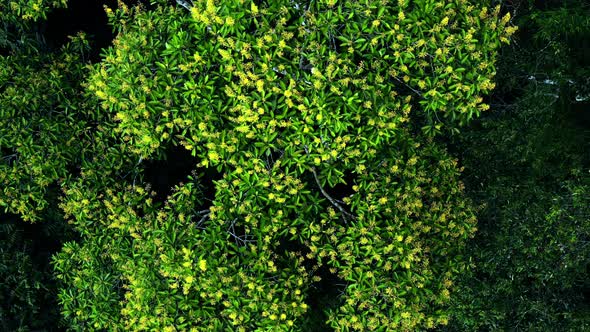 A tree crown with bright green leaves and yellow colored flowers