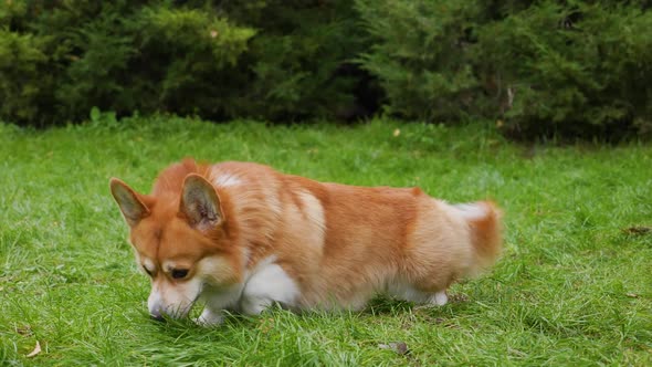 A Purebred Welsh Corgi Pembroke Dog Stands in Full Growth on a Green Lawn in a Park alt