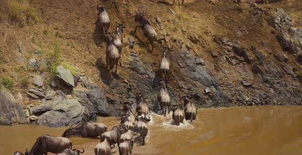 Gnus herd coming out of water alt