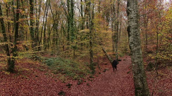 Moving Among the Beech Trees Field in Autumn