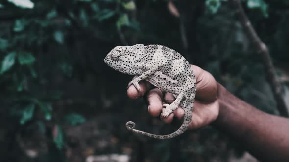 Chameleon Sitting in Black Man Hand African Holds Funny Lizard in Palm Zanzibar alt