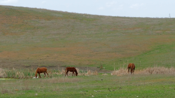 Small Group Of Horses Grazing On Field