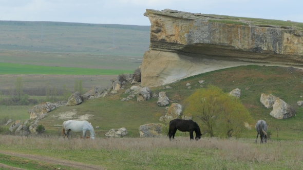Three Horses Grazing Near Rock