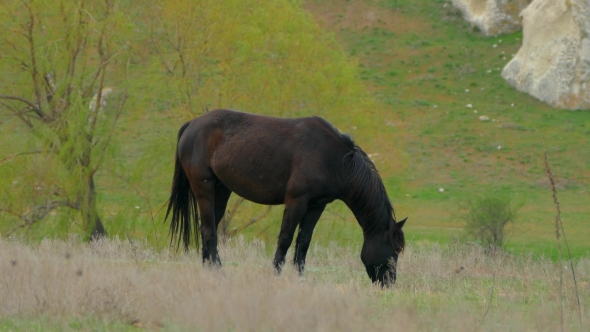 One Black Horse On Grass At Pasture