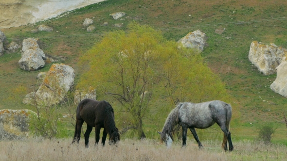 Two Wild Horses Grazing At Pasture
