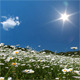 Chamomile Flowers - VideoHive Item for Sale