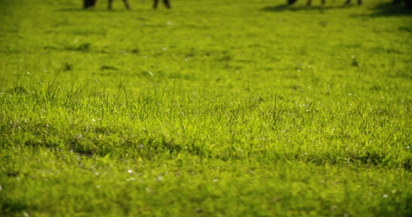 Cows Grazing On Pasture alt