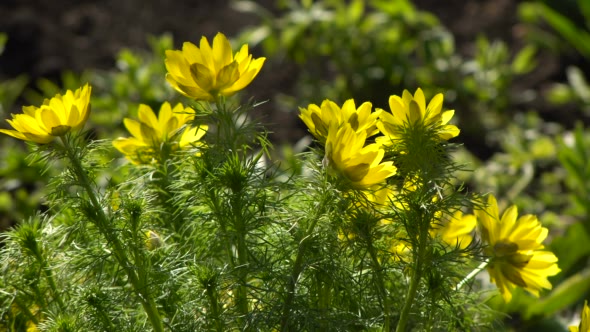 Yellow Flowers Adonis Spring alt