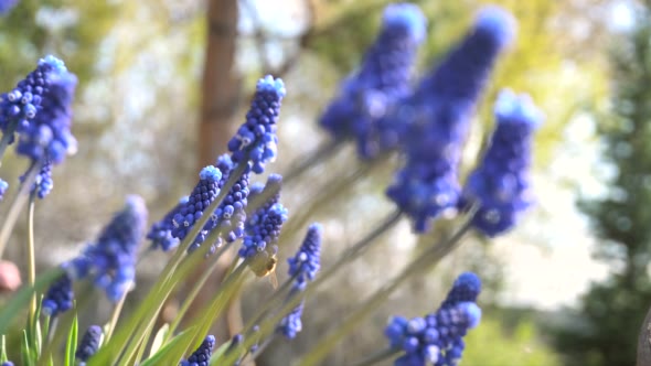 Bees Pollinating Flowers Muscari. Sunny Day in alt