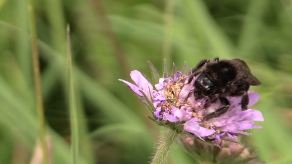Bumblebee (Bombus) Collect Nectar From Pink Flower Bloom