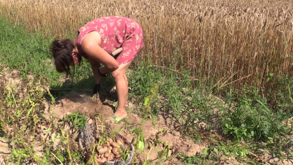 Gardener Woman Harvest Dig Natural Potatoes