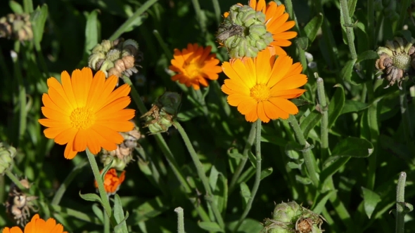Orange Marigold Calendula Herb Bloom. Alternative Medicine