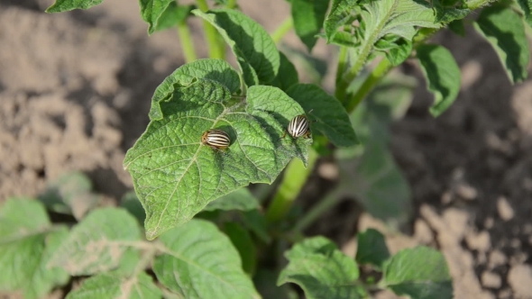 Colorado Beetle Pest Walk On Potato Plant Leaves And Hand Catch