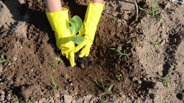 Farmer With Yellow Gloves Planting Cucumber Seedling In Ground 