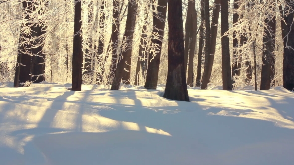 Winter Landscape. Winter Forest In Sunlight. Winter River In Park. Winter Nature alt