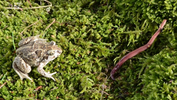 Garlic Spadefoot Toad Pelobates Fuscus Moss Catch Prey Worm 