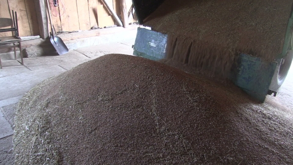 Grain Coming Out Of Tractor Trailer In Farm Storage