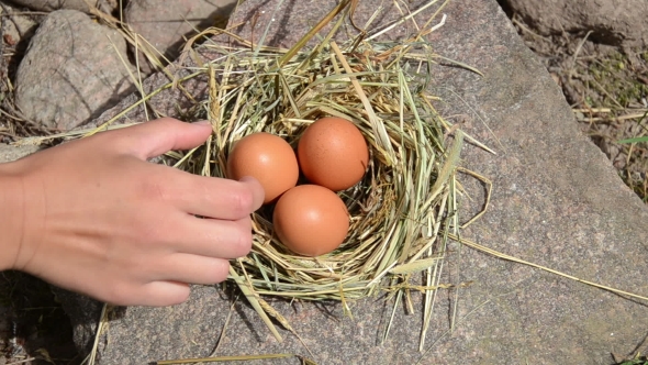 Hand Gather Fresh Eggs From Chicken Hen Nest Place In Rural Farm