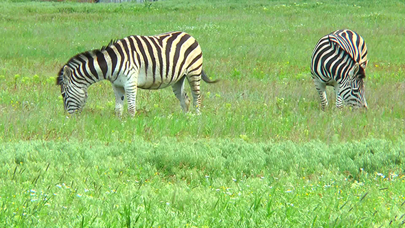 Two Zebras Grazing in the Steppes on the Grass