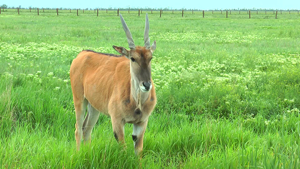 Female Eland Standing in the Steppes in the Green Grass