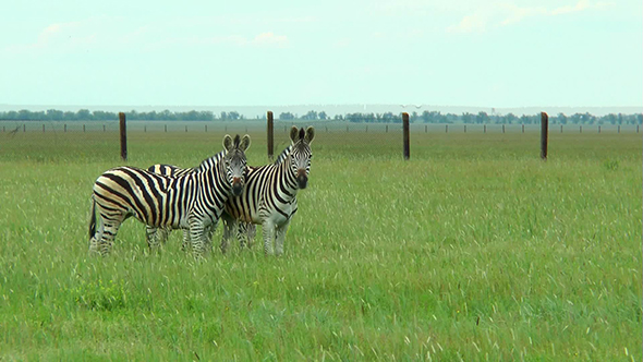 Three Zebras in the Steppes