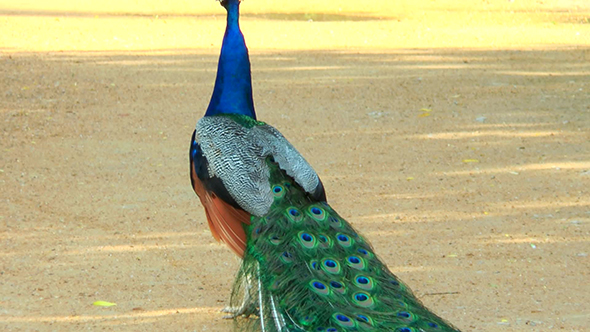 Peacock Standing With Lowered Tail