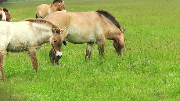 Przewalski Horses Grazing in the Steppes