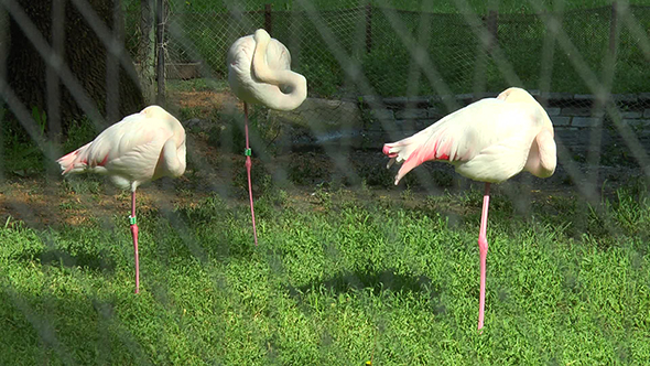 Pink Flamingos Sleep Standing on One Leg