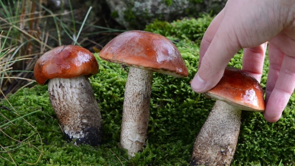 Hand Pick Up Gather Orange Red Cap Mushrooms Forest Moss