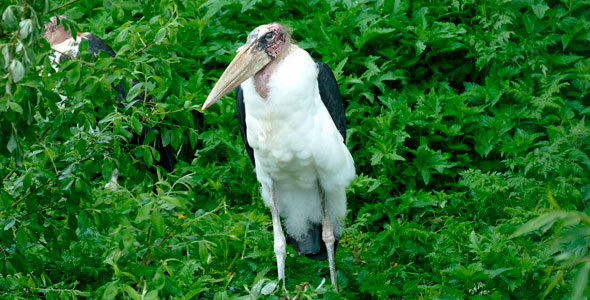 Bird Marabou alt