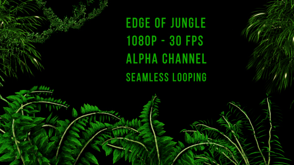 Edge of Jungle