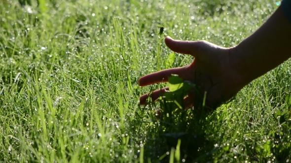 Woman Hand Touch Wet Grass Covered With Dew Drops In Morning