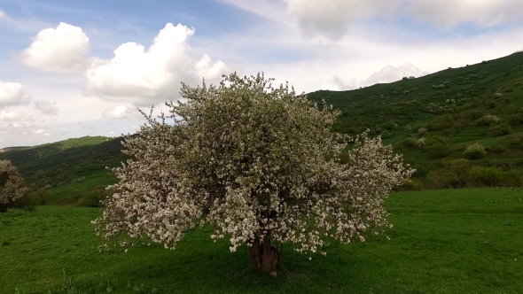Beautiful Blossoming Apple-Tree
