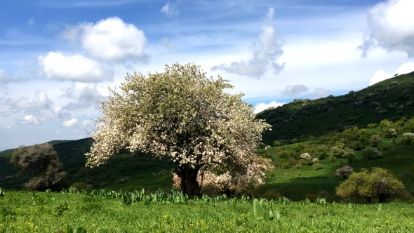 Apple Tree in the Mountains