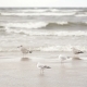 Seagulls On The Beach  - VideoHive Item for Sale