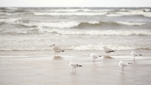 Seagulls On The Beach 