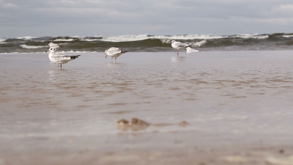 Gulls On Beach On Nature