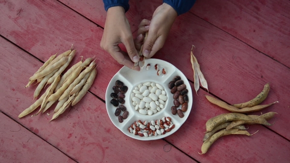 Farmer Hands Shell Husk Decorative Colorful Bean Pods
