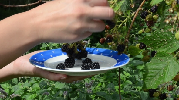 Woman Hand Collect Ripe Blackberry Plant Bush Dish
