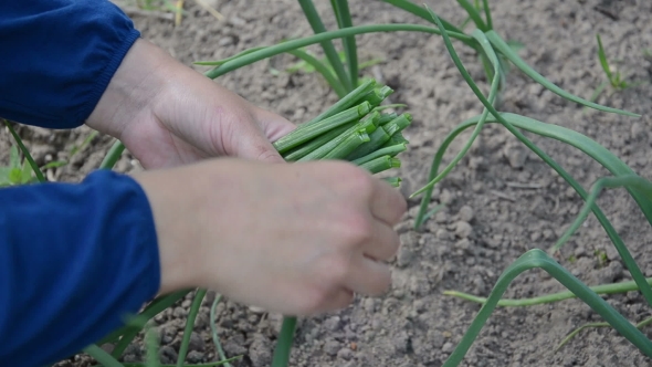 Farmer Hands With Sheaf Of Young Green Onions In Rural Farm