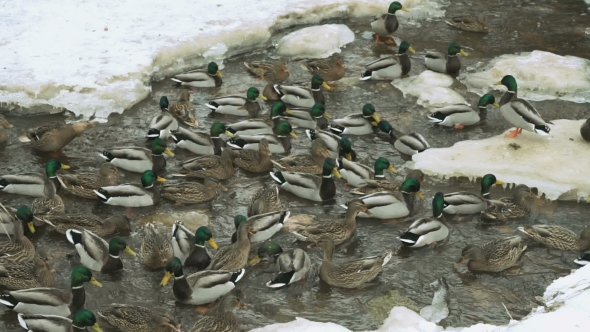 Ducks And Drakes Swim In a Creek a Cold Winter