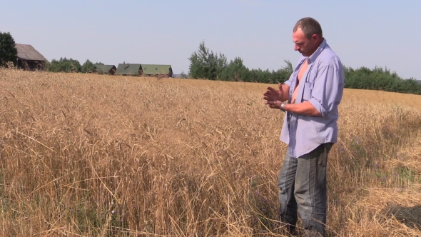 Farmer Check His Agricultural Field. Mature Wheat Plants
