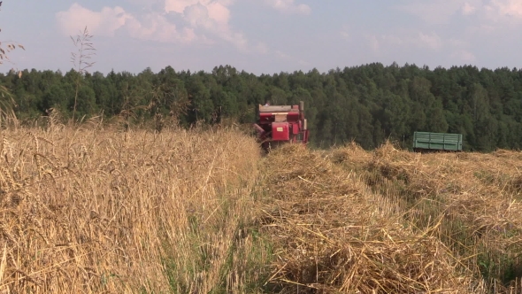 Back Of Combine Harvester Cut Ripe Wheat Grain Field