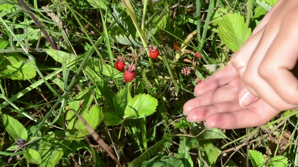  Of Woman Girl Hand Gather Pick Wild Strawberry In Meadow