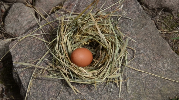 Hand Lie Fresh Eggs To Chicken Hen Nest Place In Rural Farm