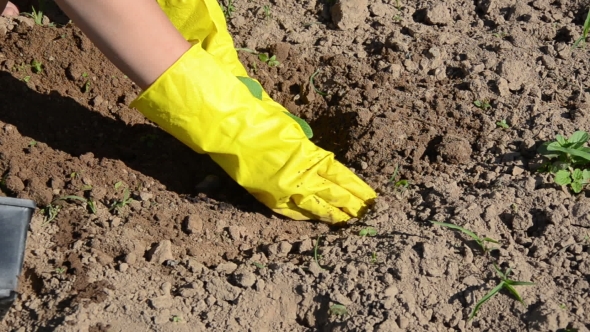 Woman With Yellow Gloves Plant Into Wet Pit Cucumber Seedling