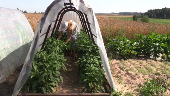 Pregnant Woman Gather Ripe Pepper Paprika Plants In Greenhouse
