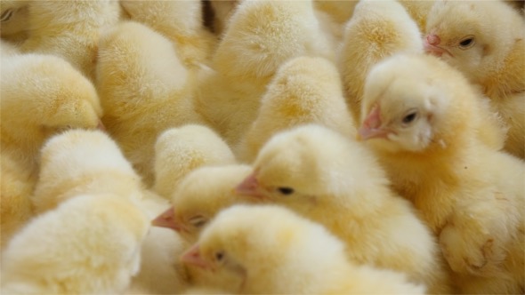 Newborn Chickens